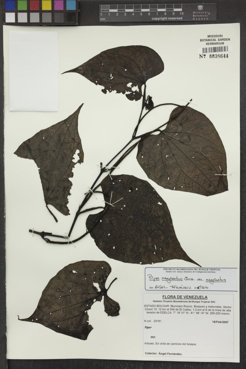 Piper marginatum var. marginatum