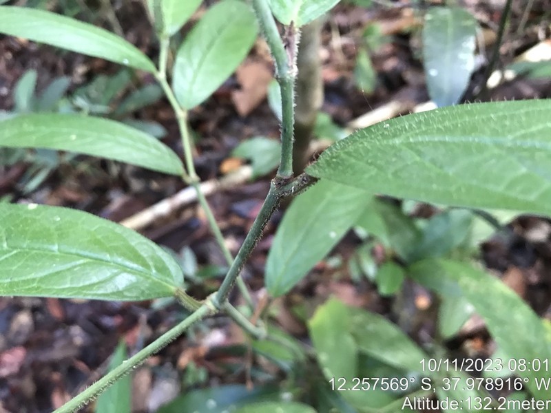 Piper michelineae photo 2