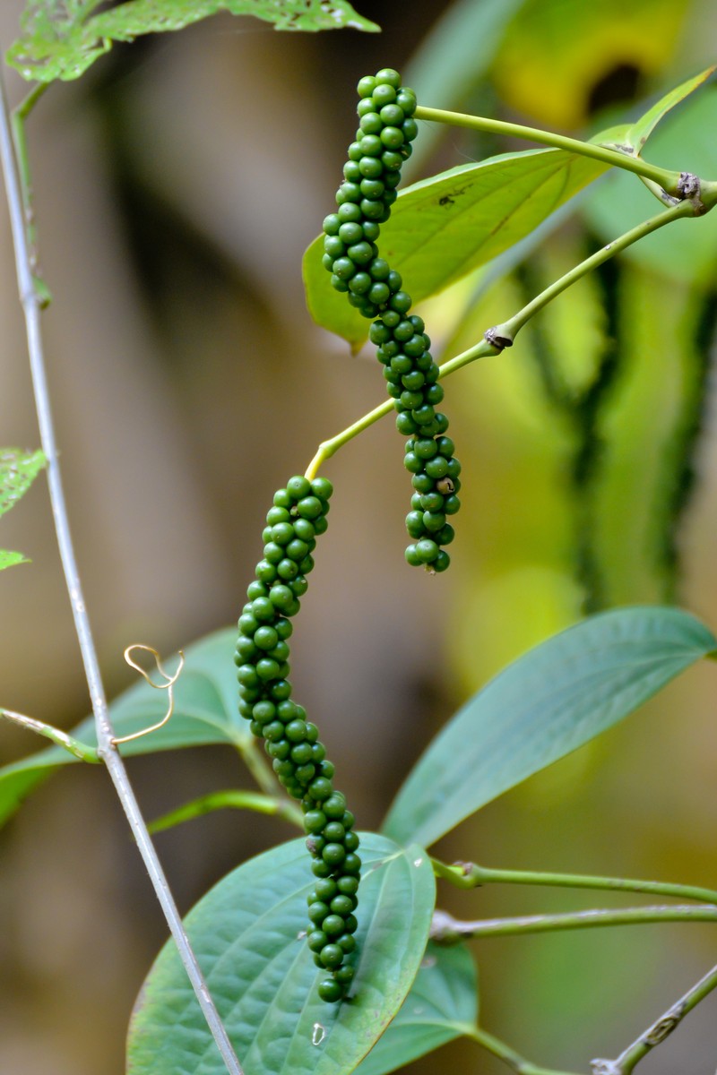 Black Pepper photo 2