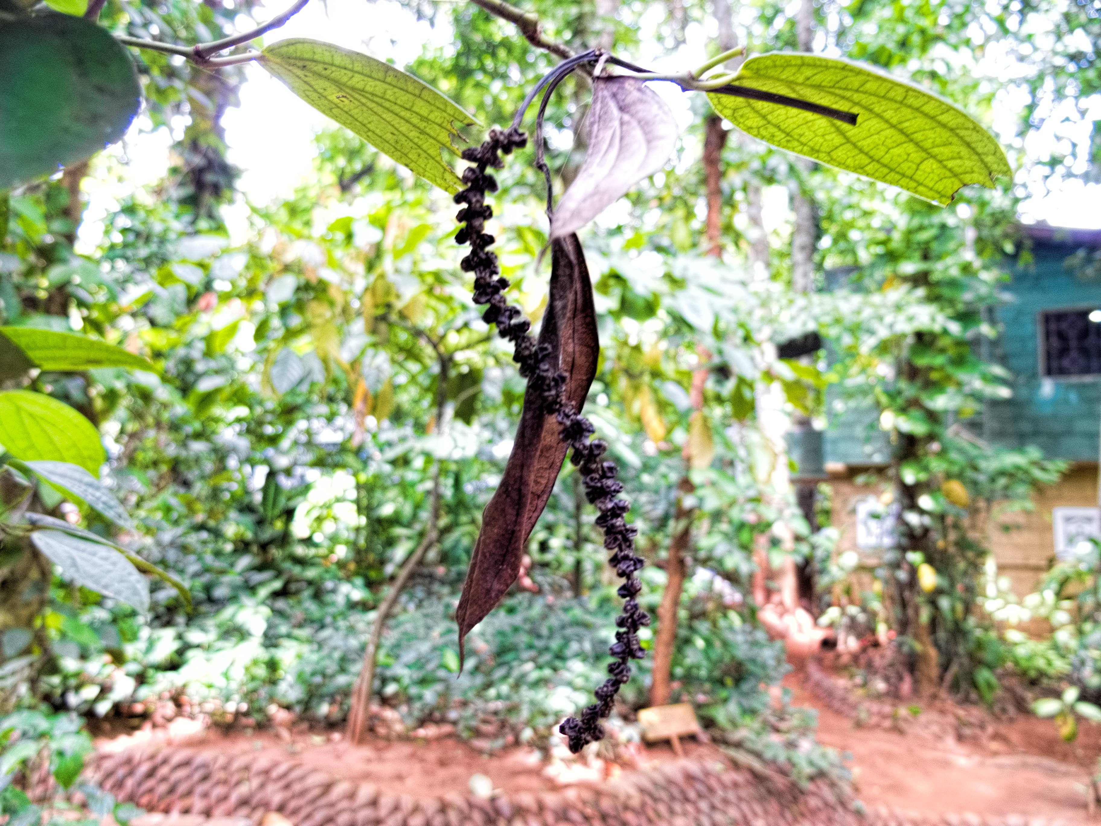 Black Pepper photo 5