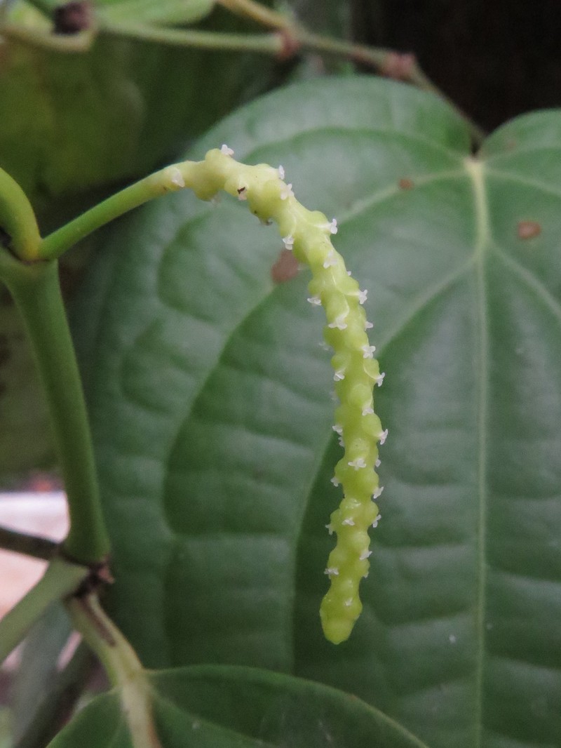 Black Pepper photo 7