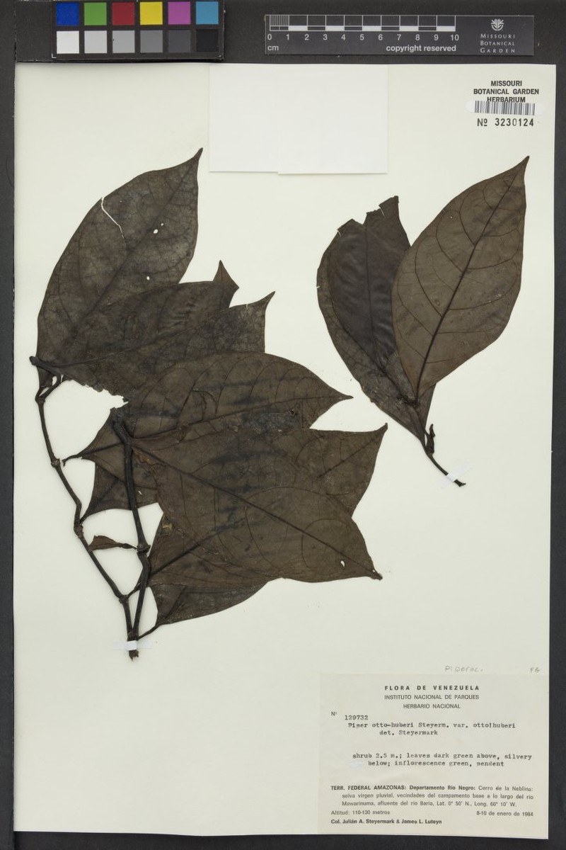 Piper otto-huberi var. otto-huberi