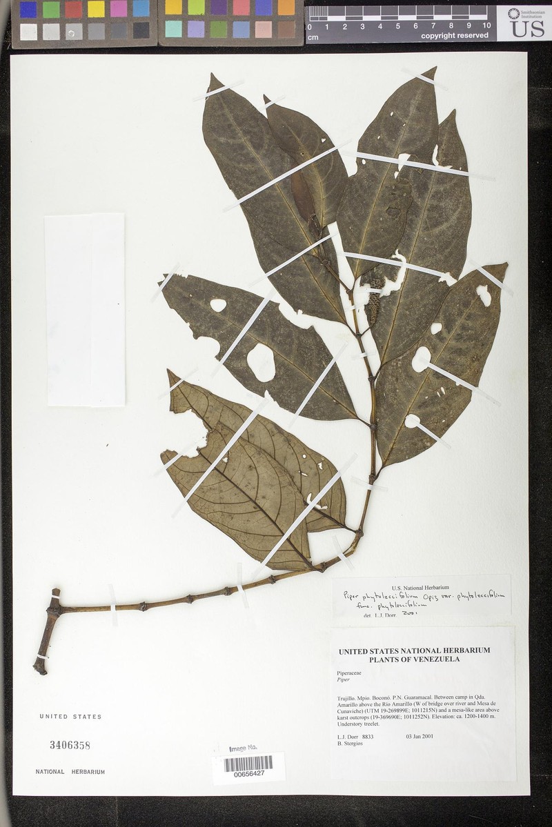 Piper phytolaccifolium var. phytolaccifolium
