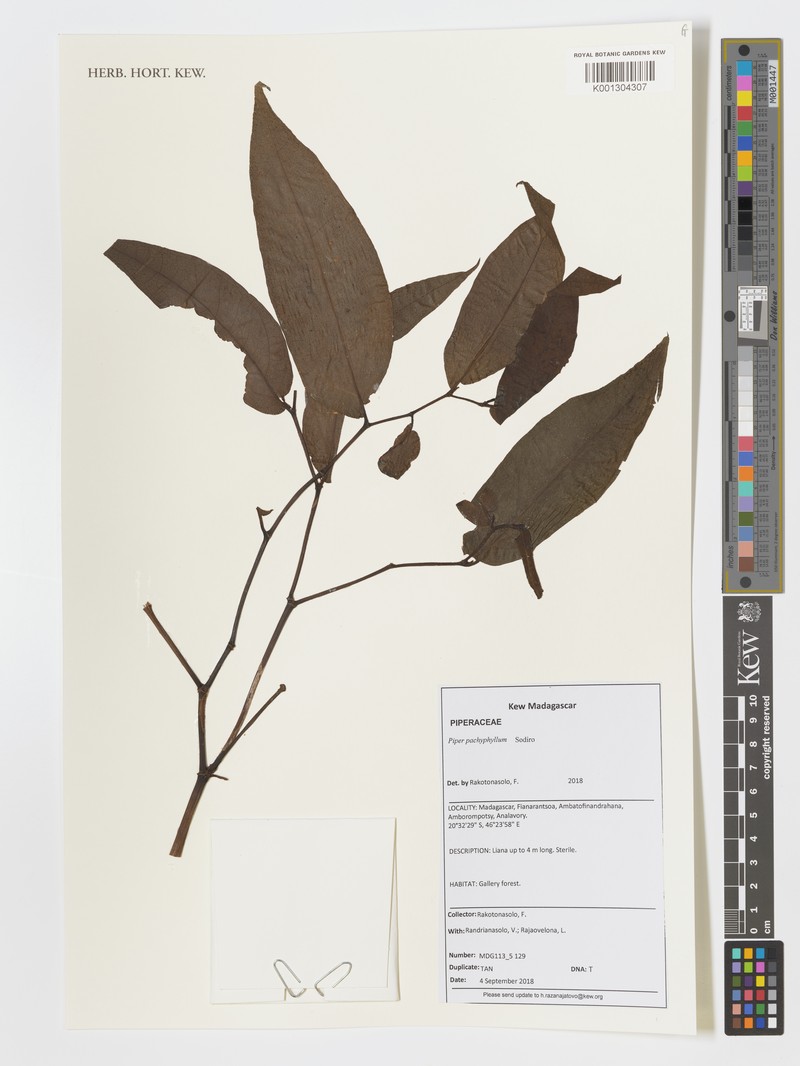 Piper pinguifolium