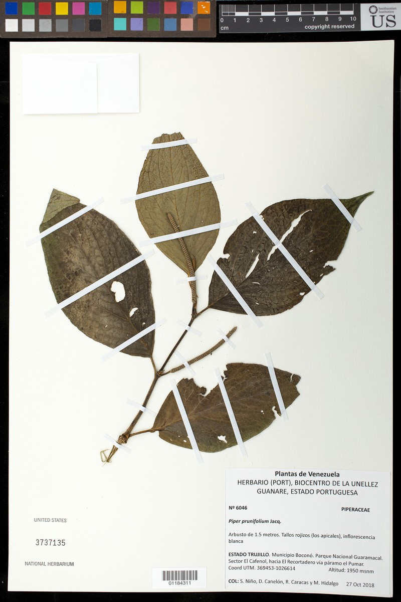 Piper prunifolium var. prunifolium
