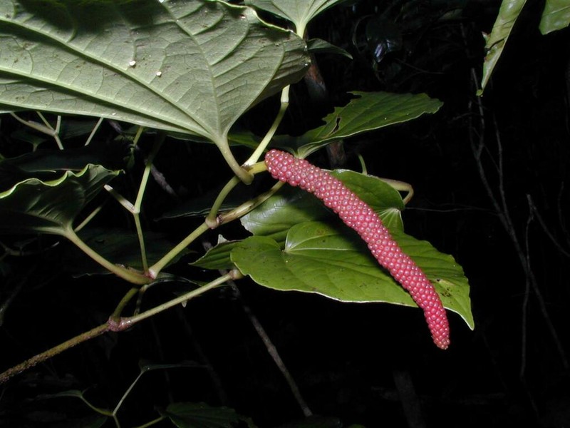 Piper puberulum
