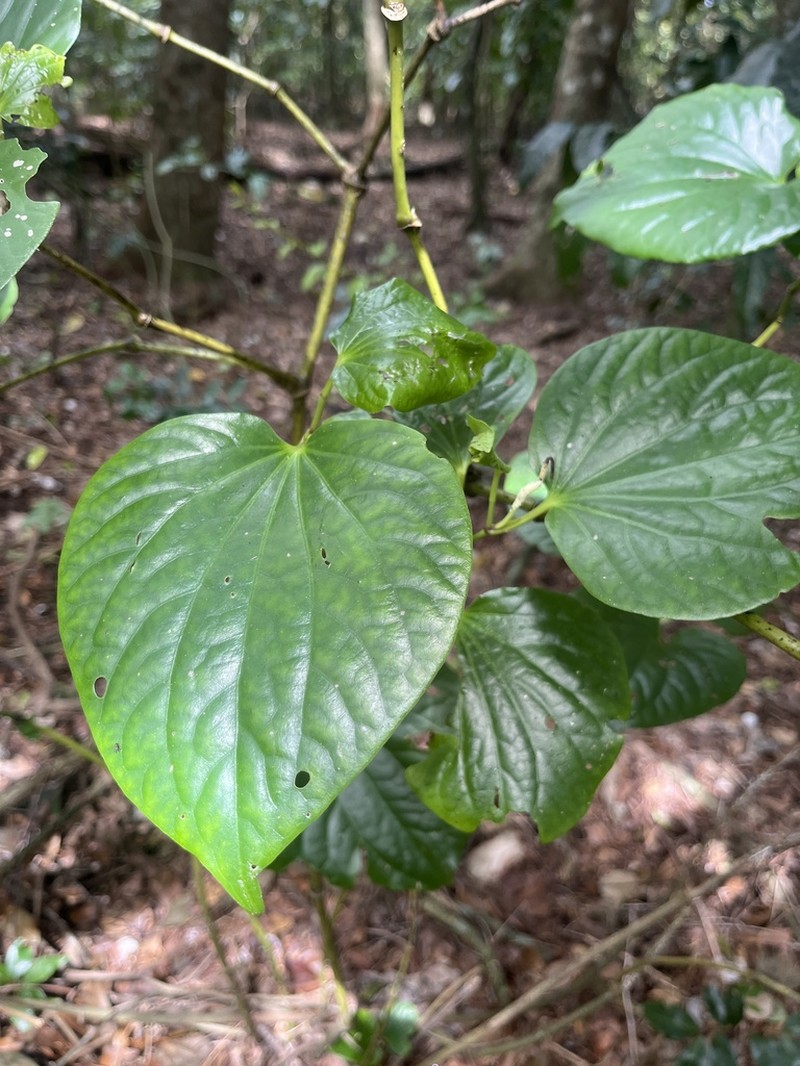 Piper puberulum photo 2