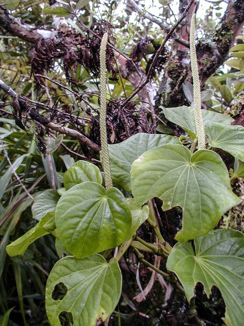 Piper puberulum photo 4