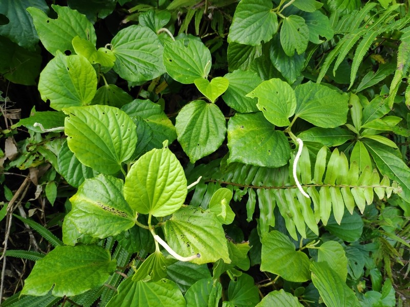 Piper puberulum photo 5
