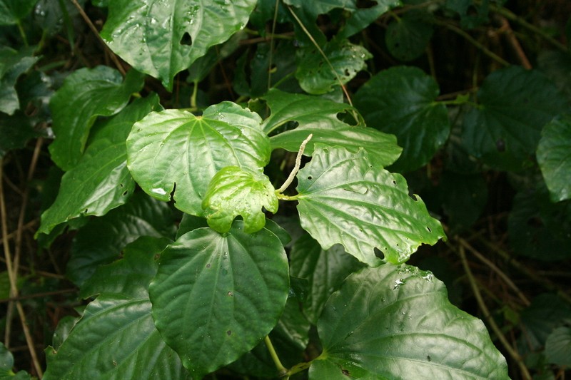 Piper puberulum photo 6