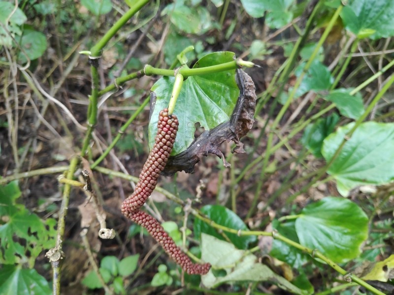 Piper puberulum photo 7