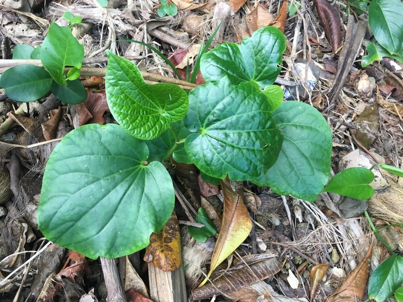 Piper puberulum photo 8
