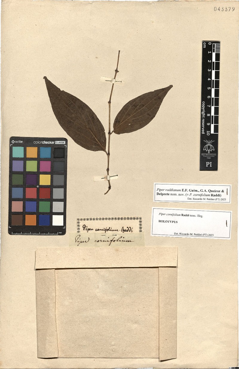 Piper raddianum