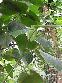 Javanese Long Pepper