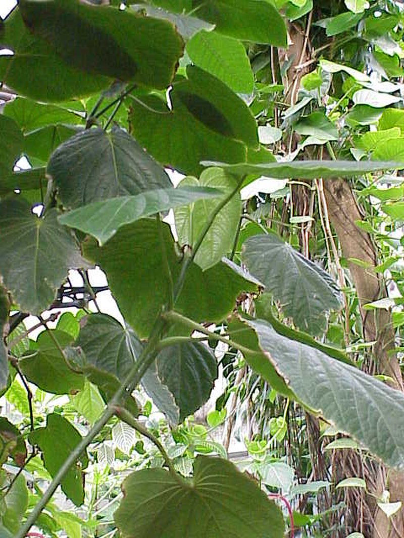 Javanese Long Pepper