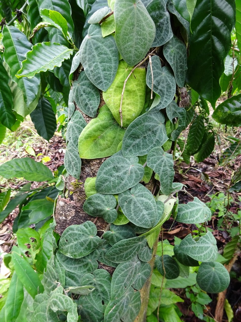 Piper ribesioides