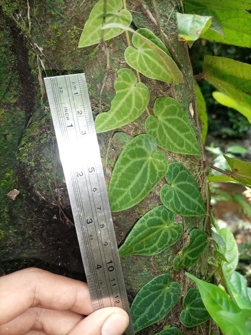 Piper ribesioides photo 2