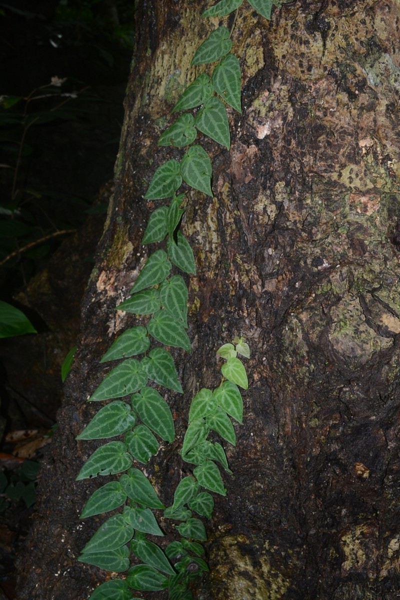 Piper ribesioides photo 3