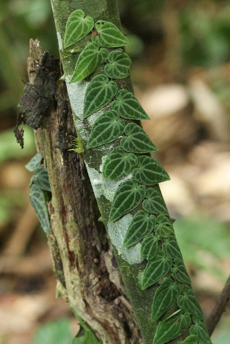 Piper ribesioides photo 4