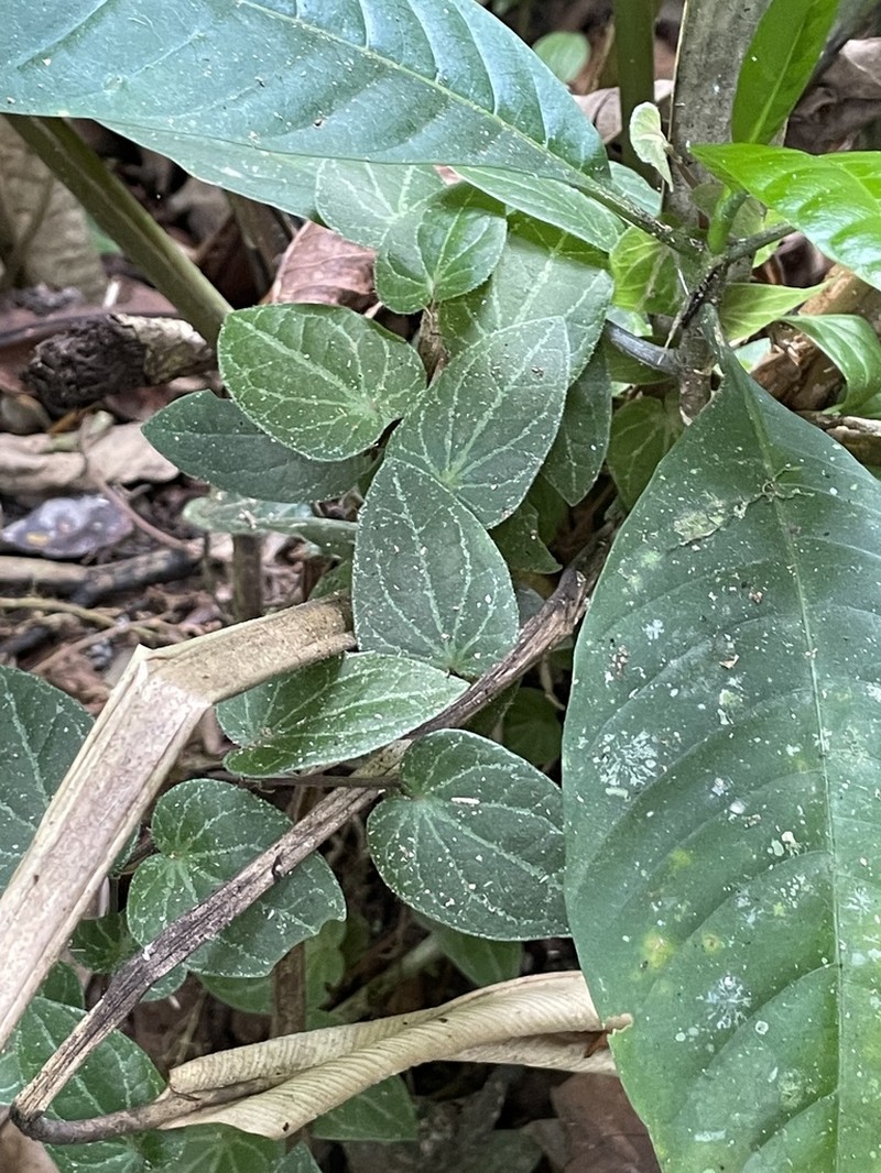 Piper ribesioides photo 6