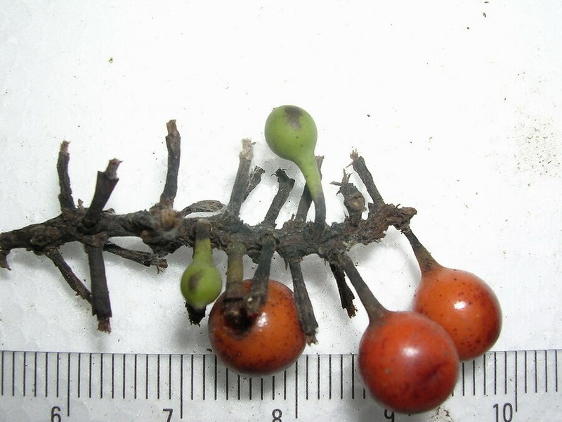 Piper ribesioides photo 7