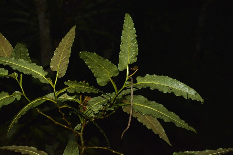Piper scolopendrifolium