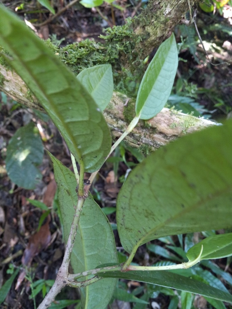 Spanish Elder