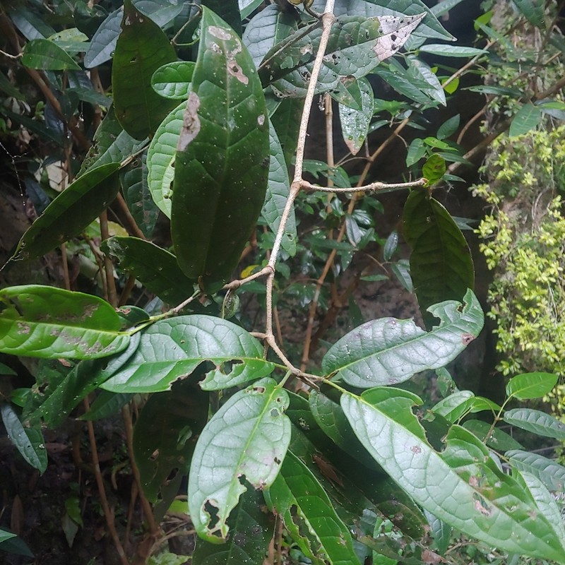 Spanish Elder photo 3