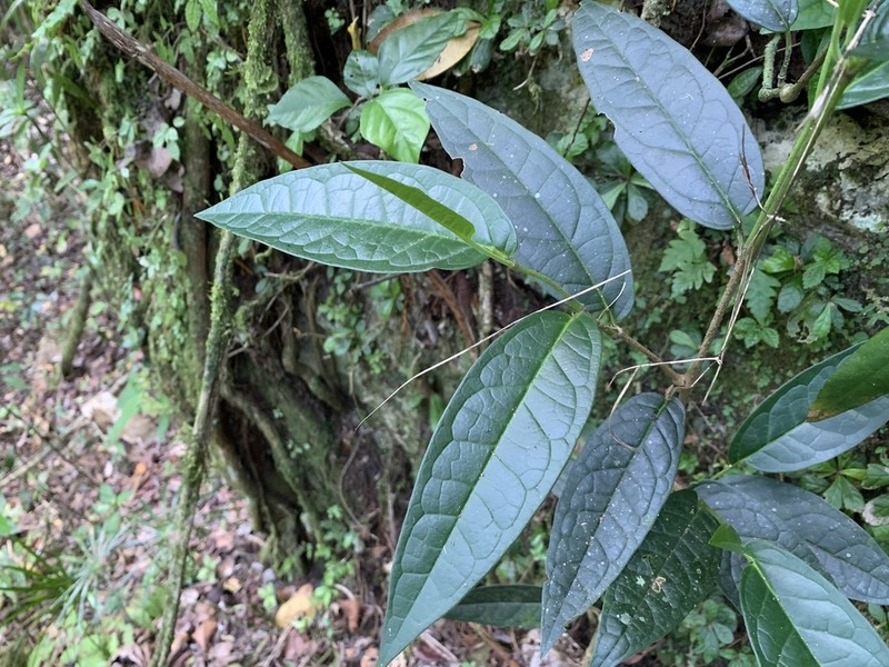 Spanish Elder photo 4