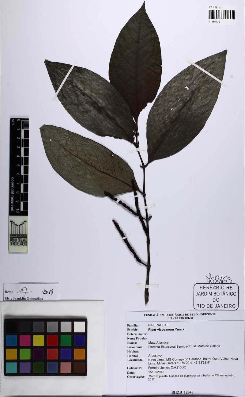 Piper vicosanum var. vicosanum