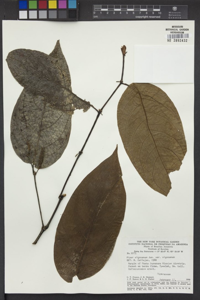 Piper vicosanum var. vicosanum photo 4