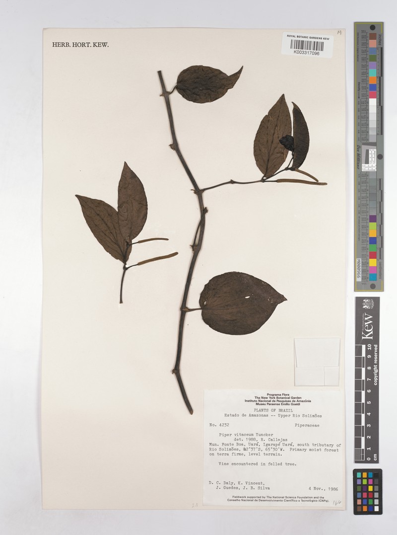Piper vitaceum var. vitaceum