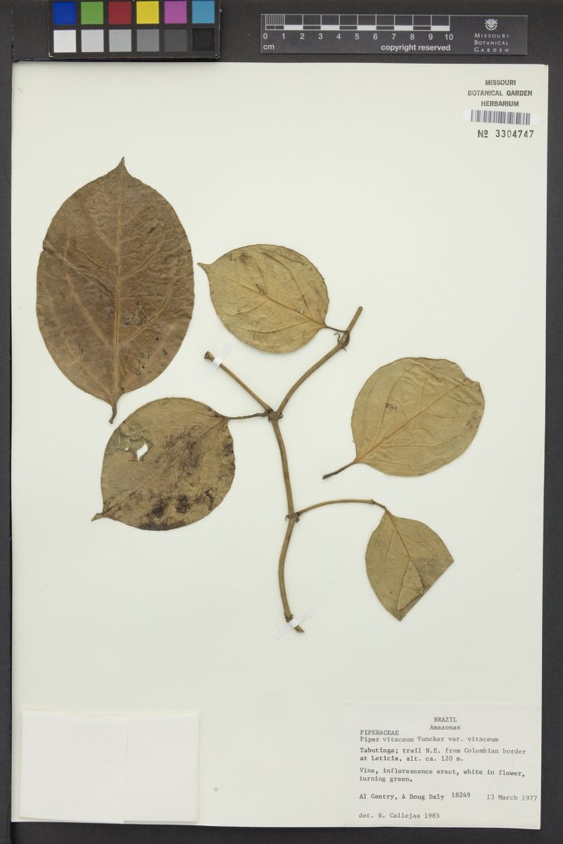 Piper vitaceum var. vitaceum photo 2
