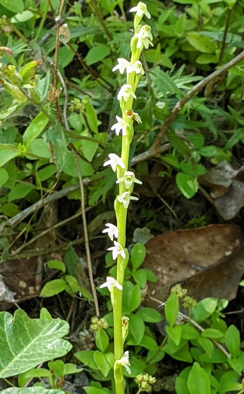 Whiteflower Rein Orchid