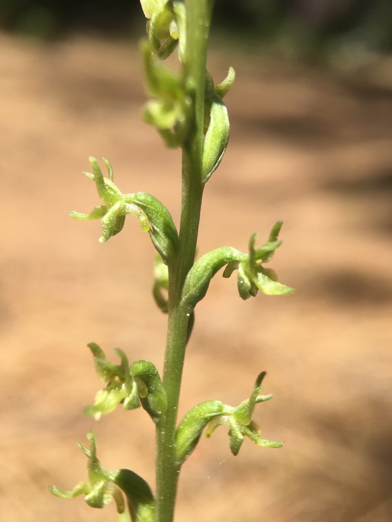 Coleman's Piperia