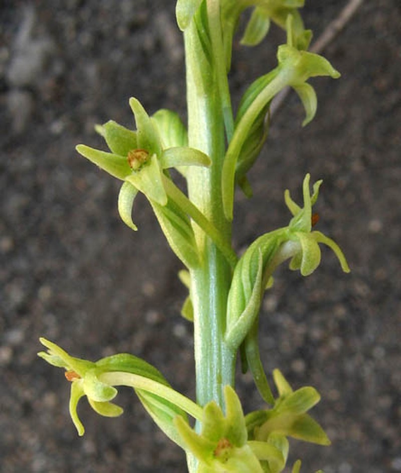 Denseflower Rein Orchid