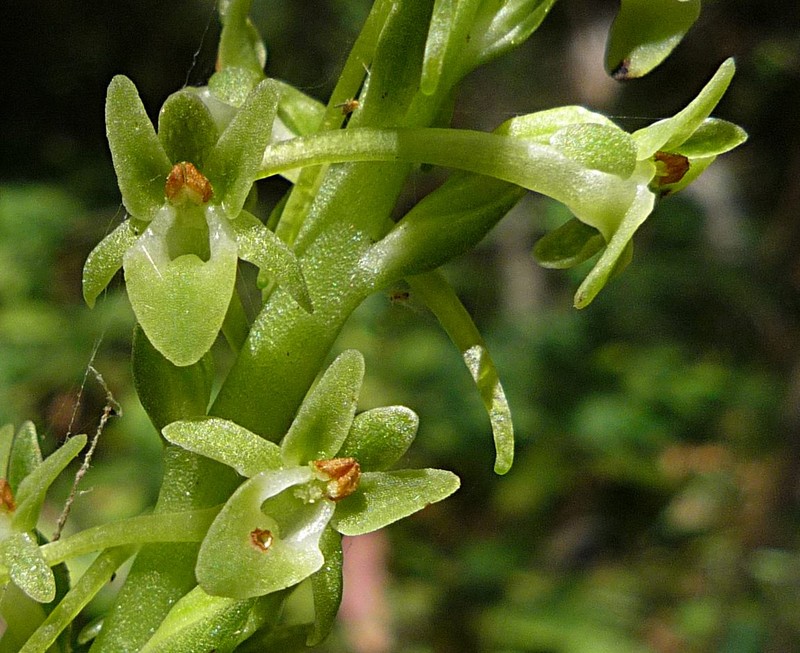 Michael's Piperia