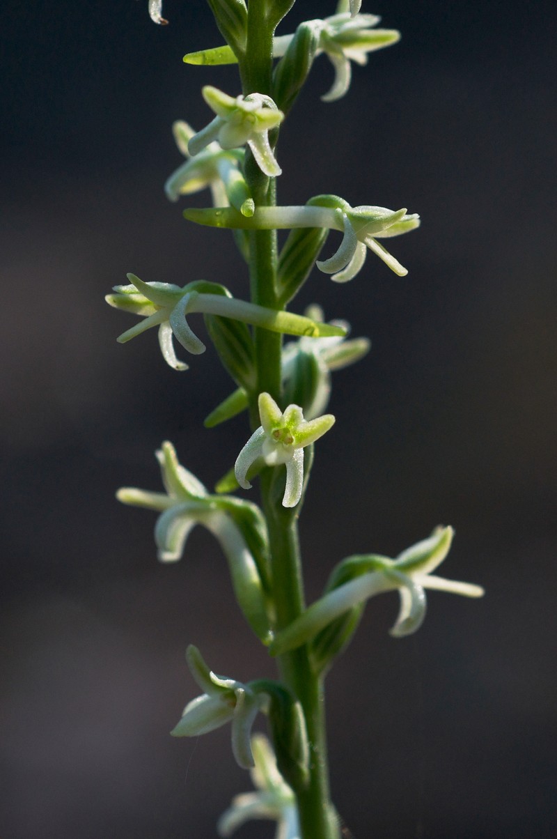 Royal Rein Orchid