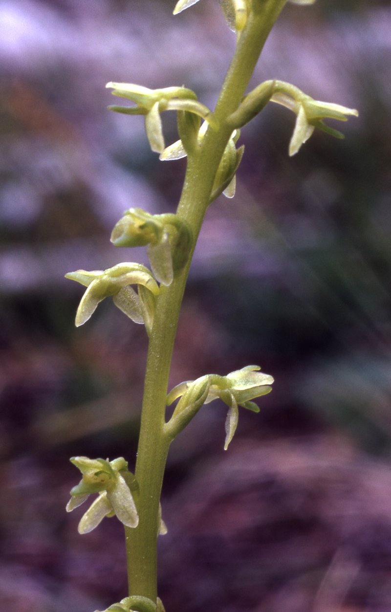 Slender-Spire Orchid