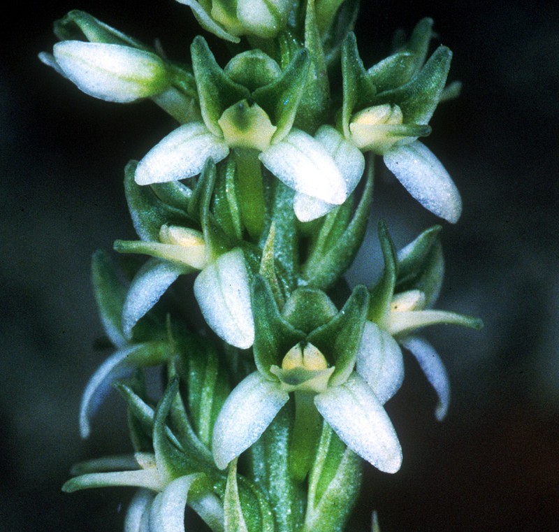 Yadon's Piperia photo 2