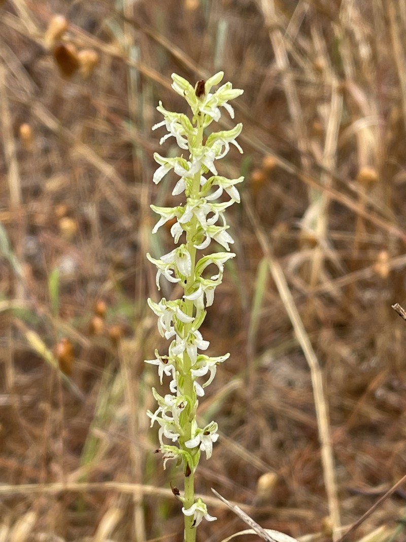 Yadon's Piperia
