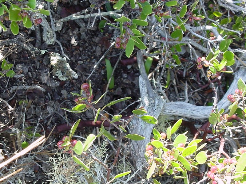Yadon's Piperia photo 3