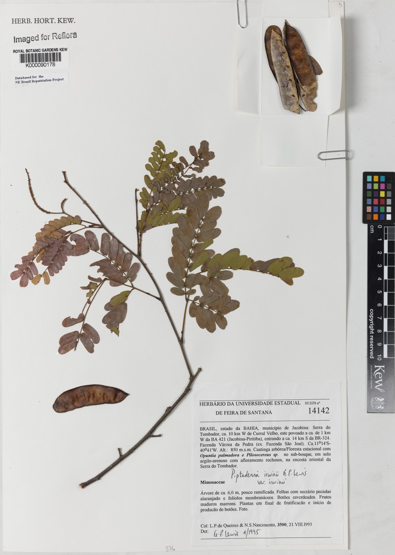 Piptadenia irwinii var. irwinii