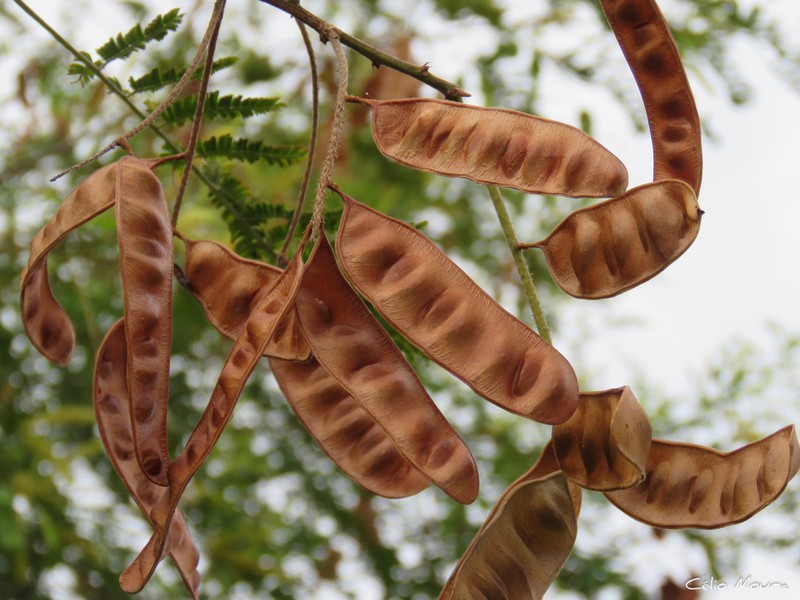 Piptadenia retusa