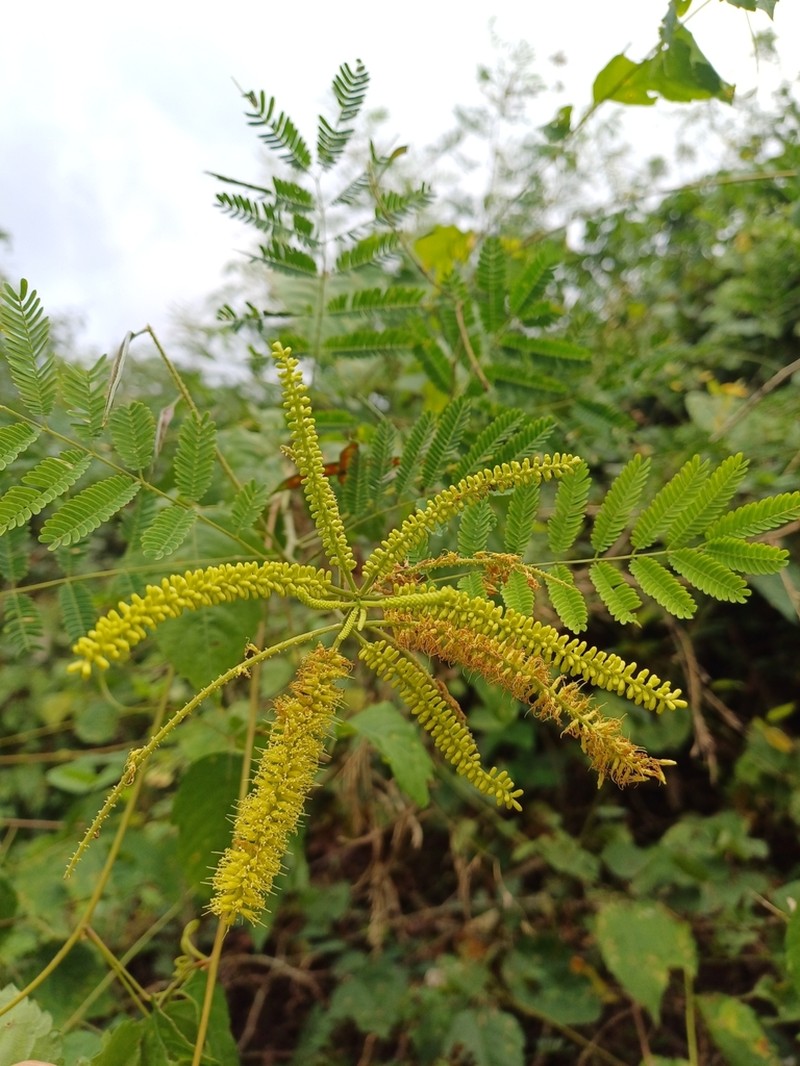 Piptadenia retusa photo 2
