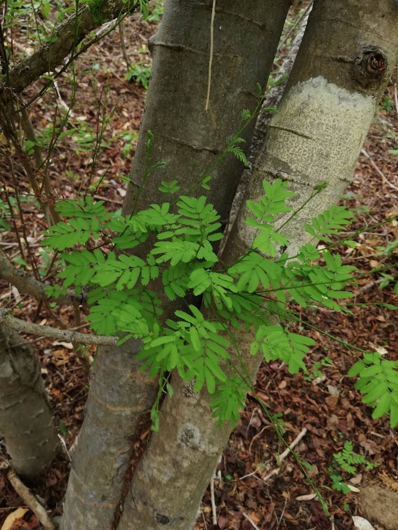 Piptadenia retusa photo 5