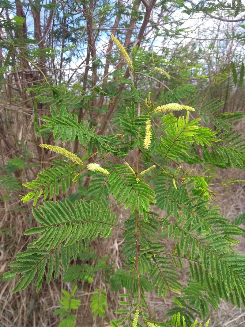 Piptadenia retusa photo 8