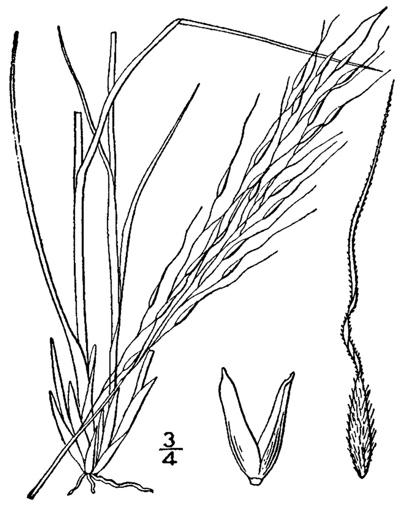 Canadian Ricegrass photo 2