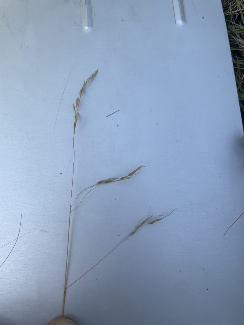 Canadian Ricegrass