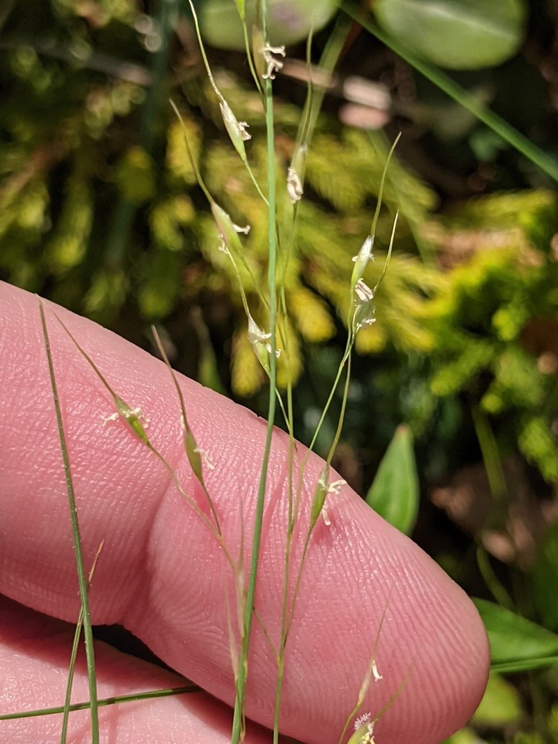 Canadian Ricegrass photo 2